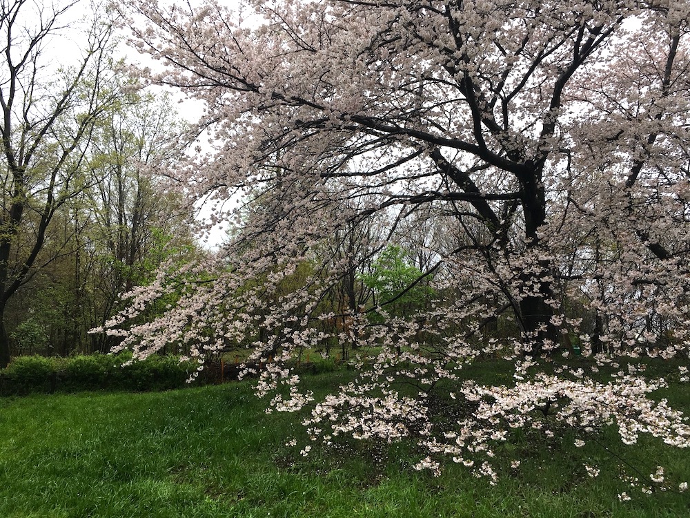 Sakura